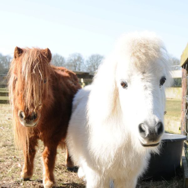 Paarden Boerderij Kleurrijk